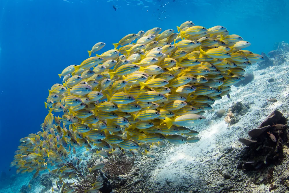 School of bluestripe yellow snappers (Lutjanus kasmira)
